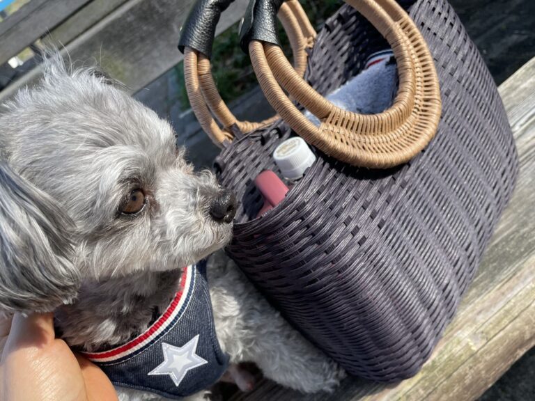 紙バンドで編んだバッグと犬が並んでいます。屋外のベンチの上で撮影