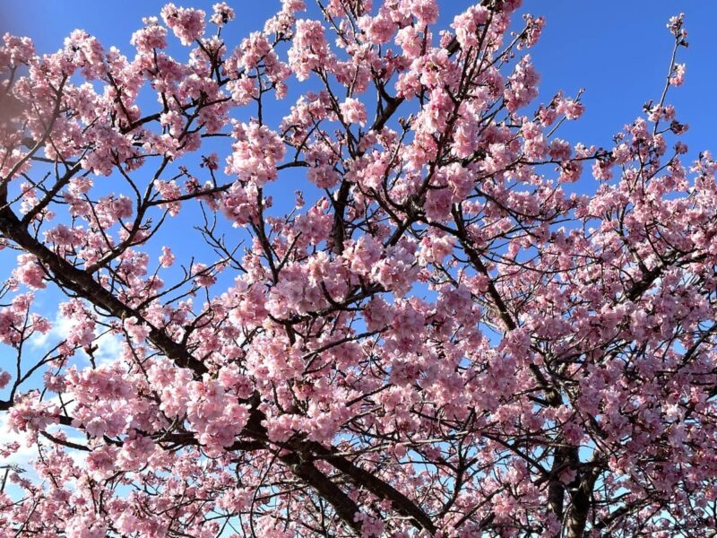 静岡県掛川市に咲く「掛川桜」。早咲きの八重桜です。
